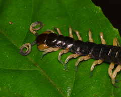 Parotostigmus
