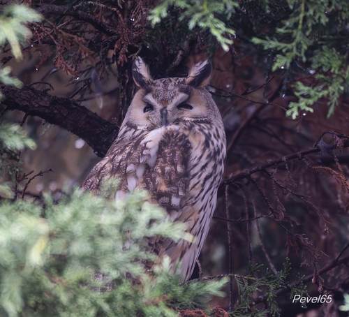 View observation of {o.common_name} on iNaturalist
