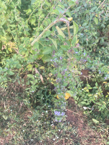 Wide Spikenard