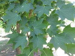 Acer pictum mono