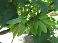 Acer pictum mono