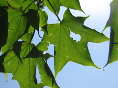 Acer pictum mono
