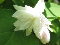 Deutzia parviflora
