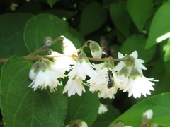 Deutzia parviflora