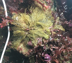 Abietinaria