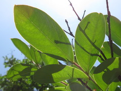 Lagerstroemia indica