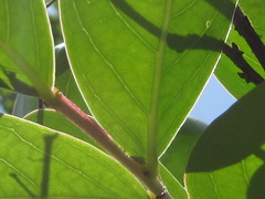 Lagerstroemia indica