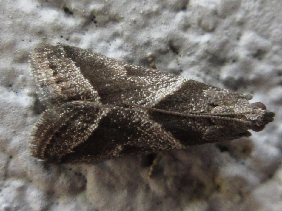 Nyctegretis triangulella