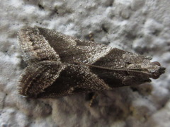 Nyctegretis triangulella