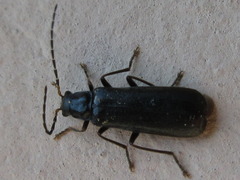 Rhagonycha transita