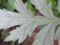 Artemisia princeps