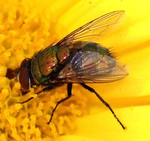 Unknown species found near Lyon Park, Arlington, VA 22201, USA