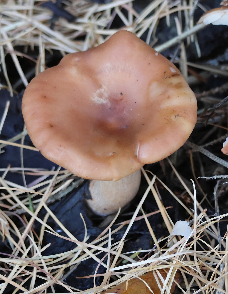 Paralepista flaccida · November 2025 · photo: © ikelman (iNaturalist, cc0)