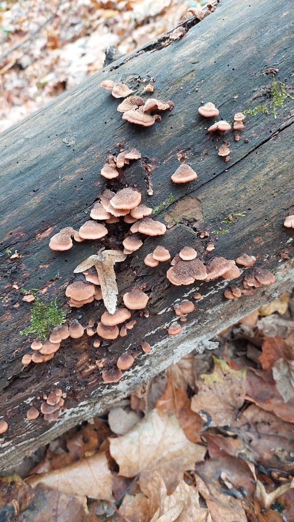Lentinellus ursinus · November 2025 · photo: © viktorstrenada (iNaturalist, cc-by)