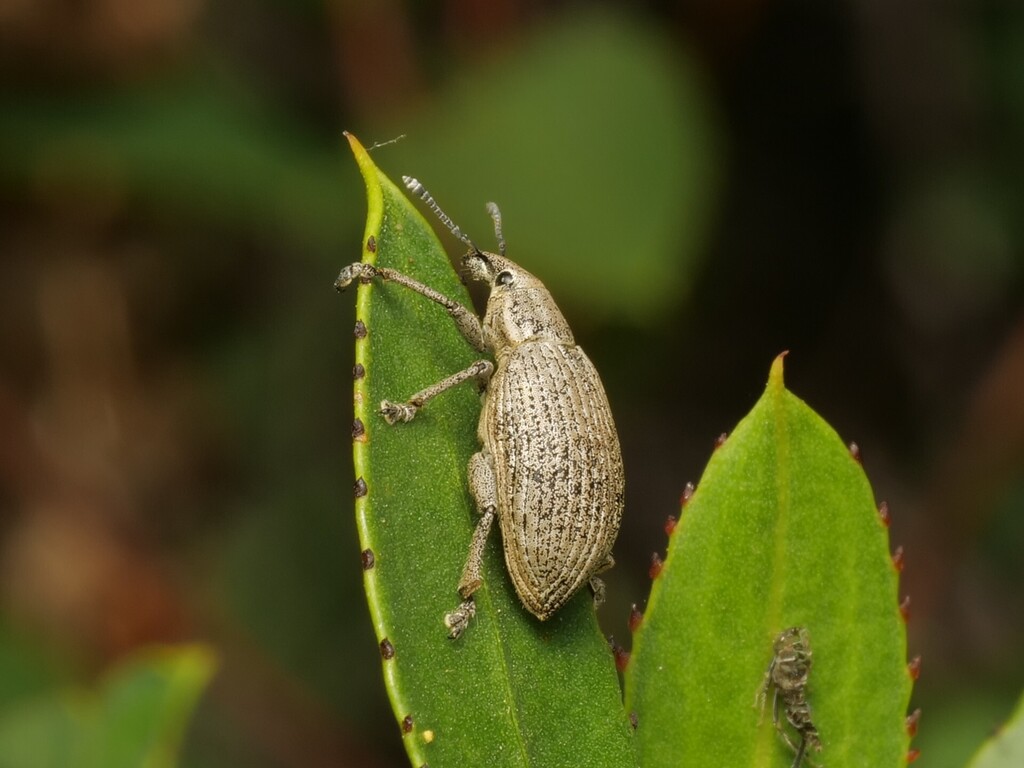 Platyaspistes unicolor