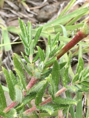Mandevilla petraea