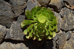 Aeonium urbicum image