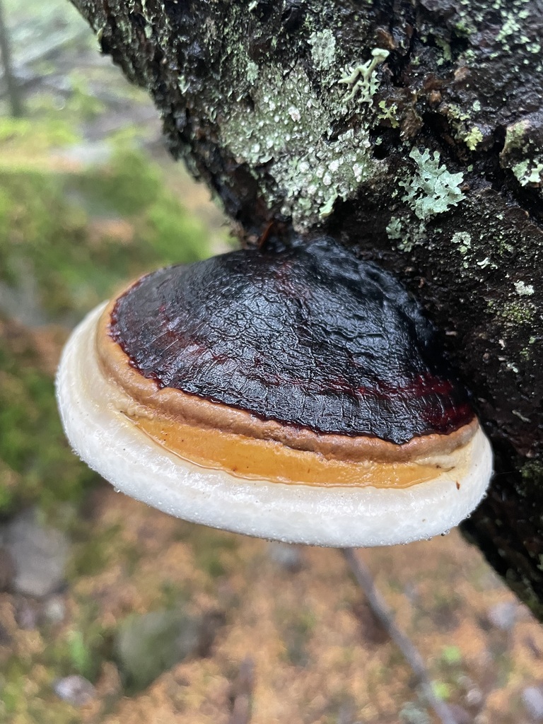 Fomitopsis mounceae · November 2025 · photo: © jbyggdin (iNaturalist, cc0)