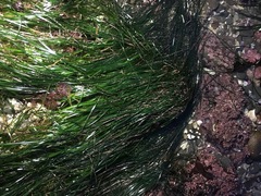 Phyllospadix scouleri