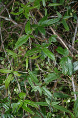 Rubus schmidelioides schmidelioides