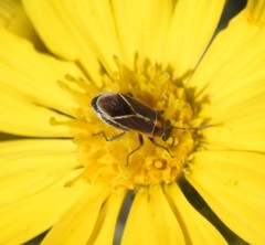 Ochrimnus lineoloides