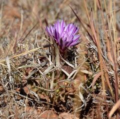 Echinofossulocactus dichroacanthus