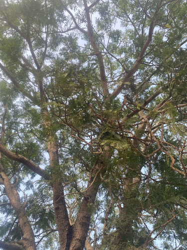 African locust bean