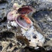 Chama coralloides - Photo (c) Merav Vonshak, μερικά δικαιώματα διατηρούνται (CC BY-NC), uploaded by Merav Vonshak