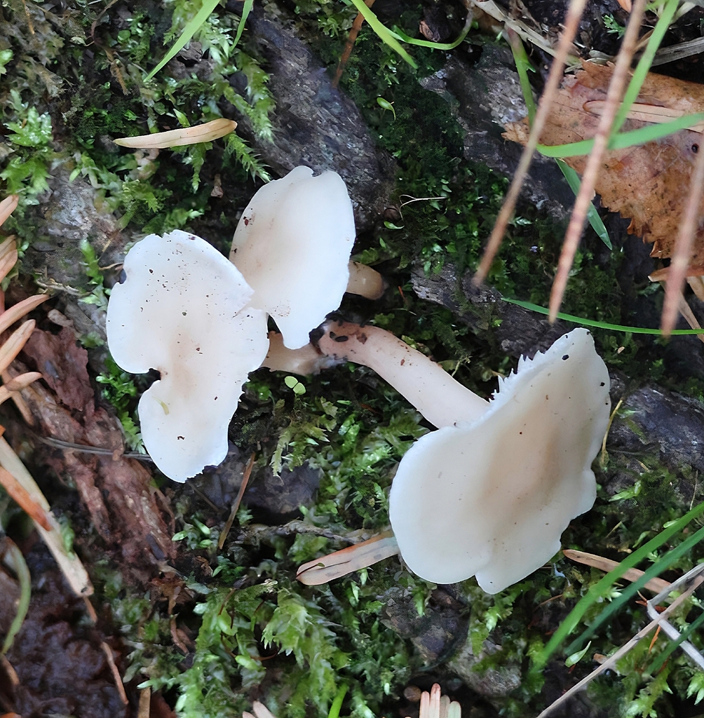 Cuphophyllus virgineus · November 2025 · photo: © ikelman (iNaturalist, cc0)