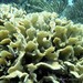 Coral Lechuga Delgada - Photo (c) conabio_bancodeimagenes, algunos derechos reservados (CC BY-NC-ND), subido por conabio_bancodeimagenes