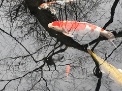 Cyprinus rubrofuscus