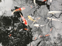 Cyprinus rubrofuscus