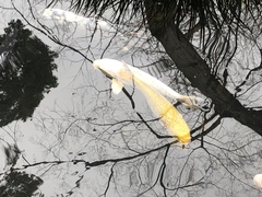 Cyprinus rubrofuscus