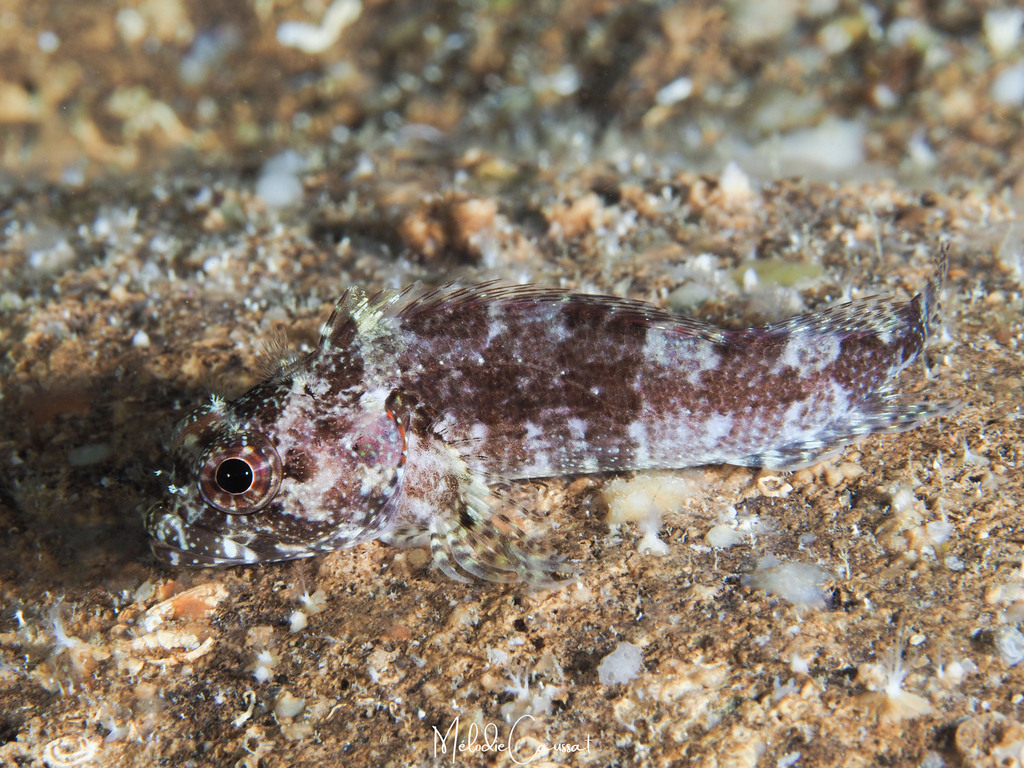 Mimic Blenny