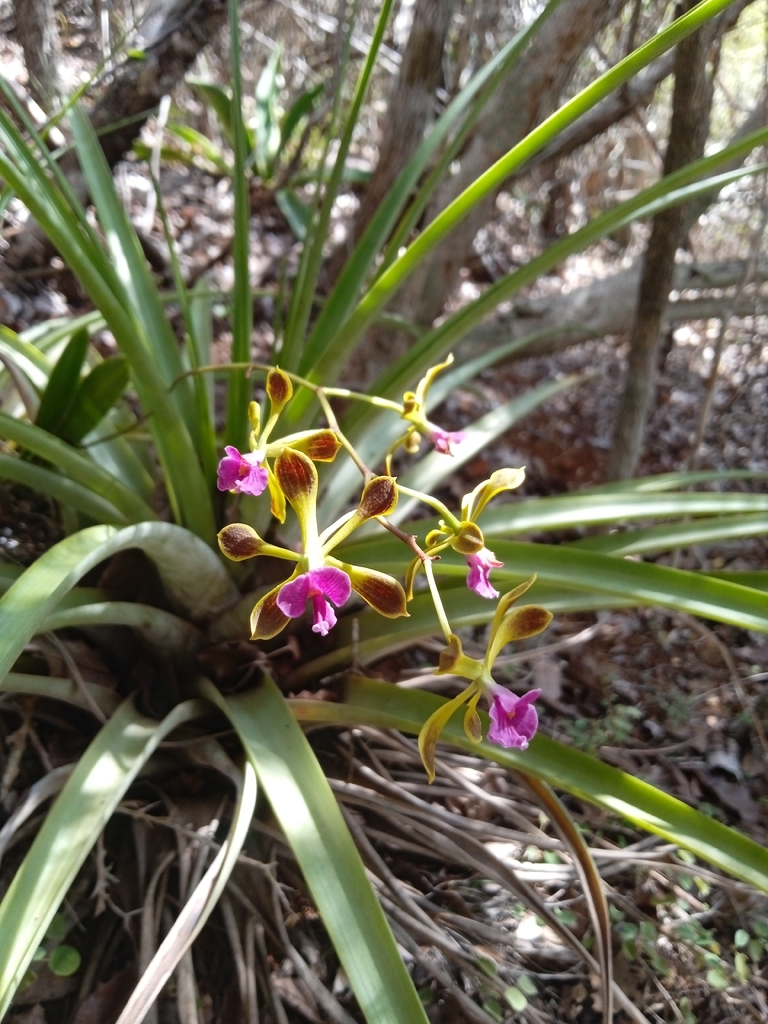 Encyclia howardii (Ames & Correll) Hoehne