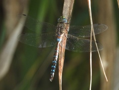 Rhionaeschna diffinis