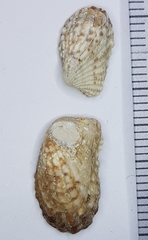 Cardita calyculata image