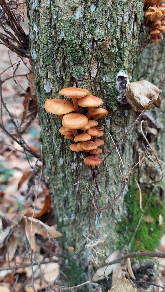 Flammulina · November 2025 · photo: © viktorstrenada (iNaturalist, cc-by)