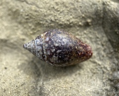 Columbella