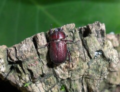 Phileurini