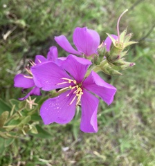 Chaetogastra gracilis