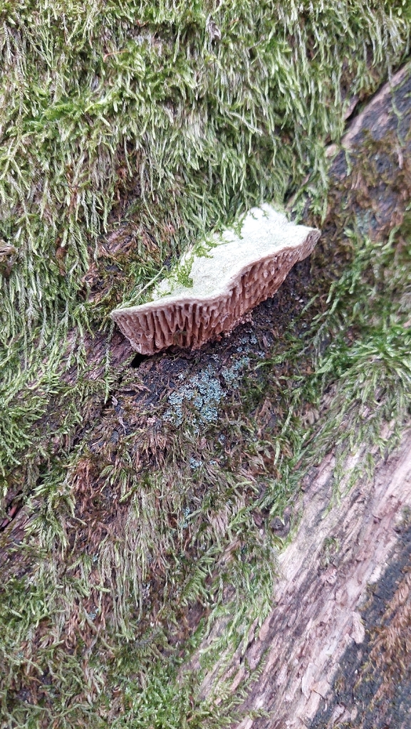 Fomitopsis quercina · November 2025 · photo: © viktorstrenada (iNaturalist, cc-by)