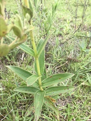 Chaetogastra gracilis