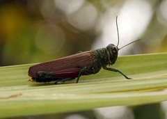 Coscineuta pulchripes