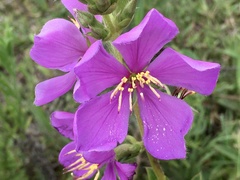 Chaetogastra gracilis