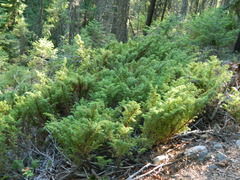 Juniperus communis kelleyi