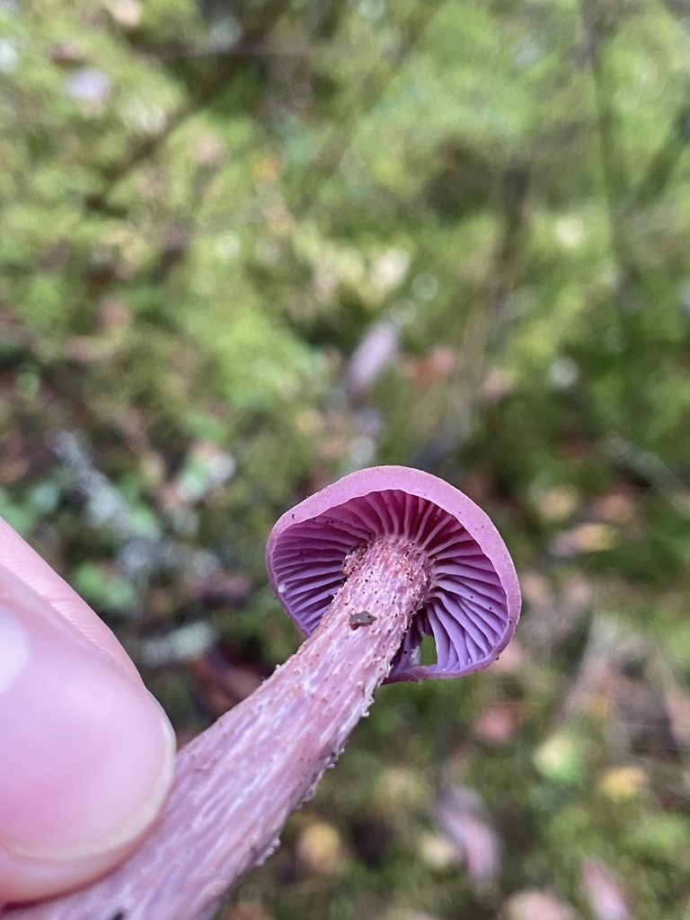 Laccaria amethysteo-occidentalis · November 2025 · photo: © jbyggdin (iNaturalist, cc0)