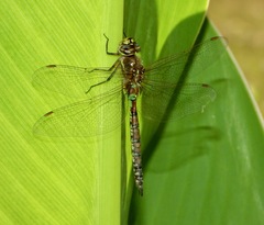 Rhionaeschna diffinis