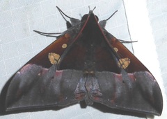 Ischyja paraplesius