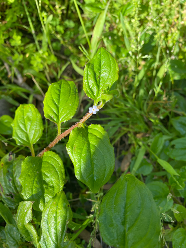 Hackelia latifolia, photograph 1